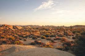 Mastering Desert Landscaping: Strategies for Arid Regions